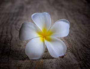 frangipani on wood